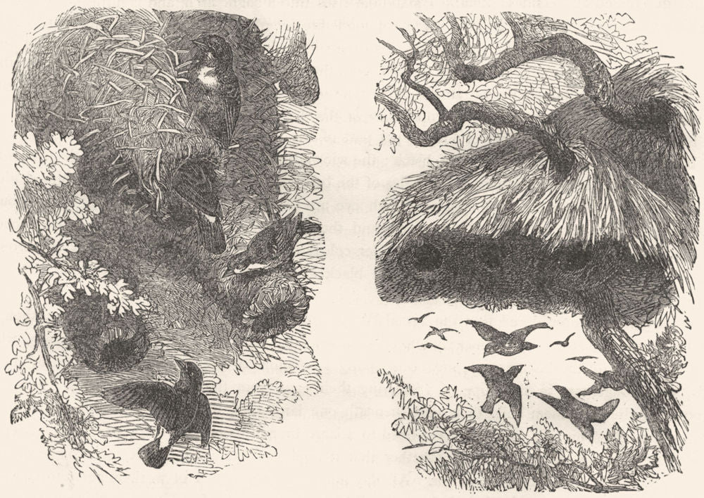 BIRDS. Passerine. Weaver. Nest Mahali Bird; Social c1870 old antique print